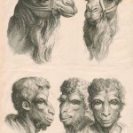 lebrun-lavater-physiognomonie-etudes-homme-chameau
