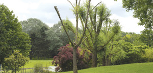 blanc-mesnil-parc-urbain-festival-symphonie-sur-l-herbe-concert-août-2018-annonce-critique-par-classiquenews