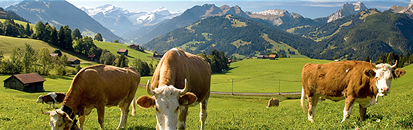 GSTAAD suisse vaches r faux copyright annonce concert menuhin gstaad festival and academy 2018 classiquenews